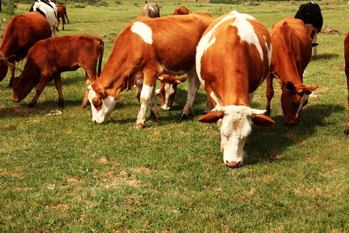 1499759449380357.jpg 調(diào)整大小 20150726095957.jpg